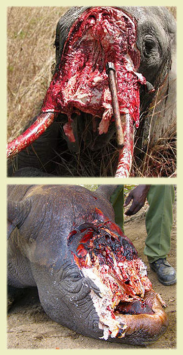 poaching elephant rhino